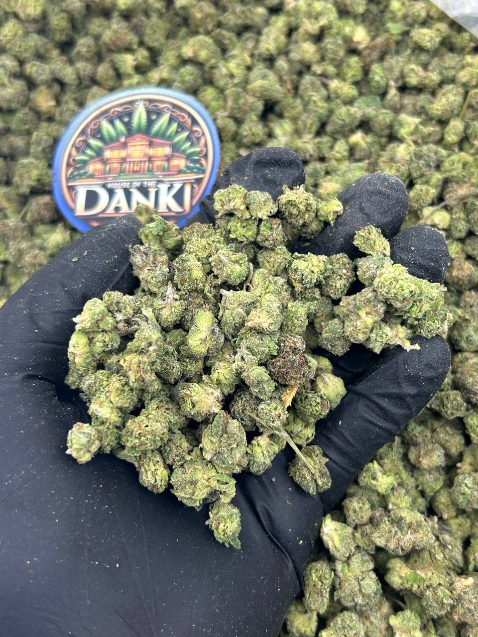 CANDY DROP SMALLS