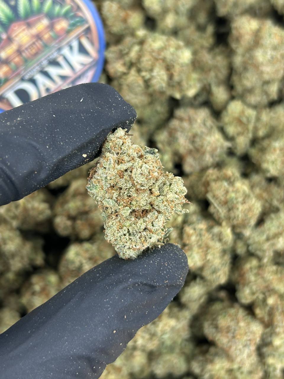 GORILLA GLUE #4