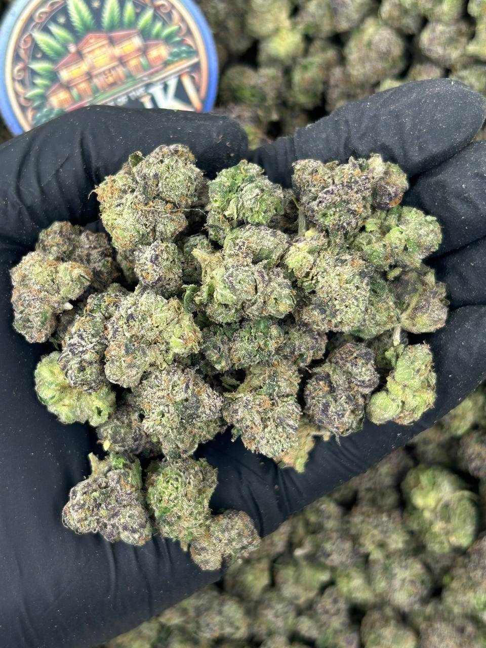 GUM DROP RUNTZ MEDS