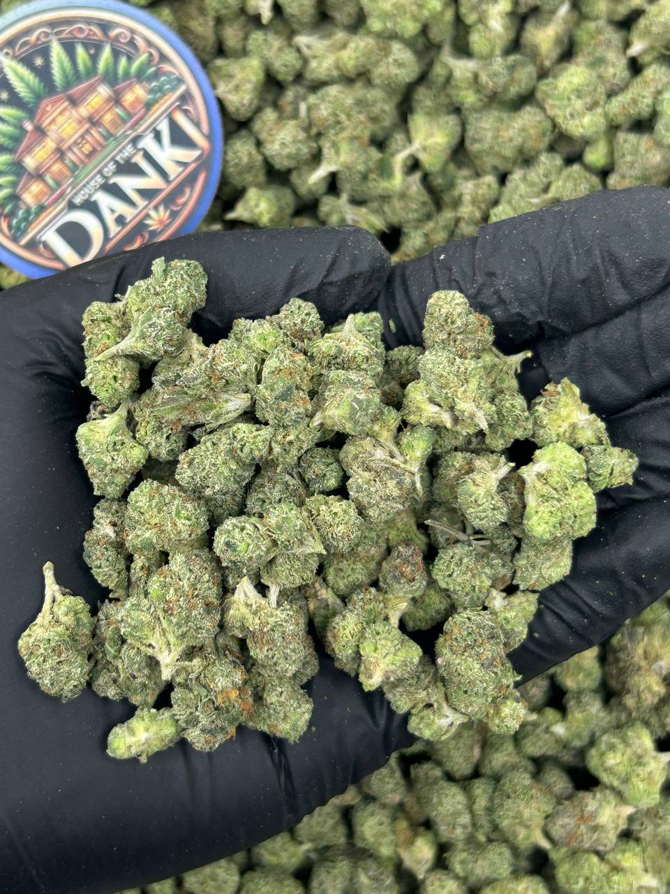 LEMON GELATO SMALLS
