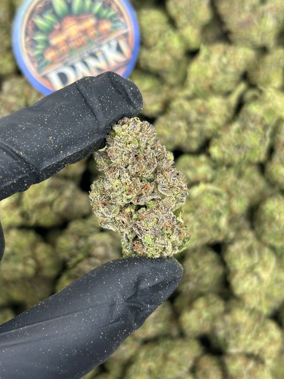 PURPLE GELATO