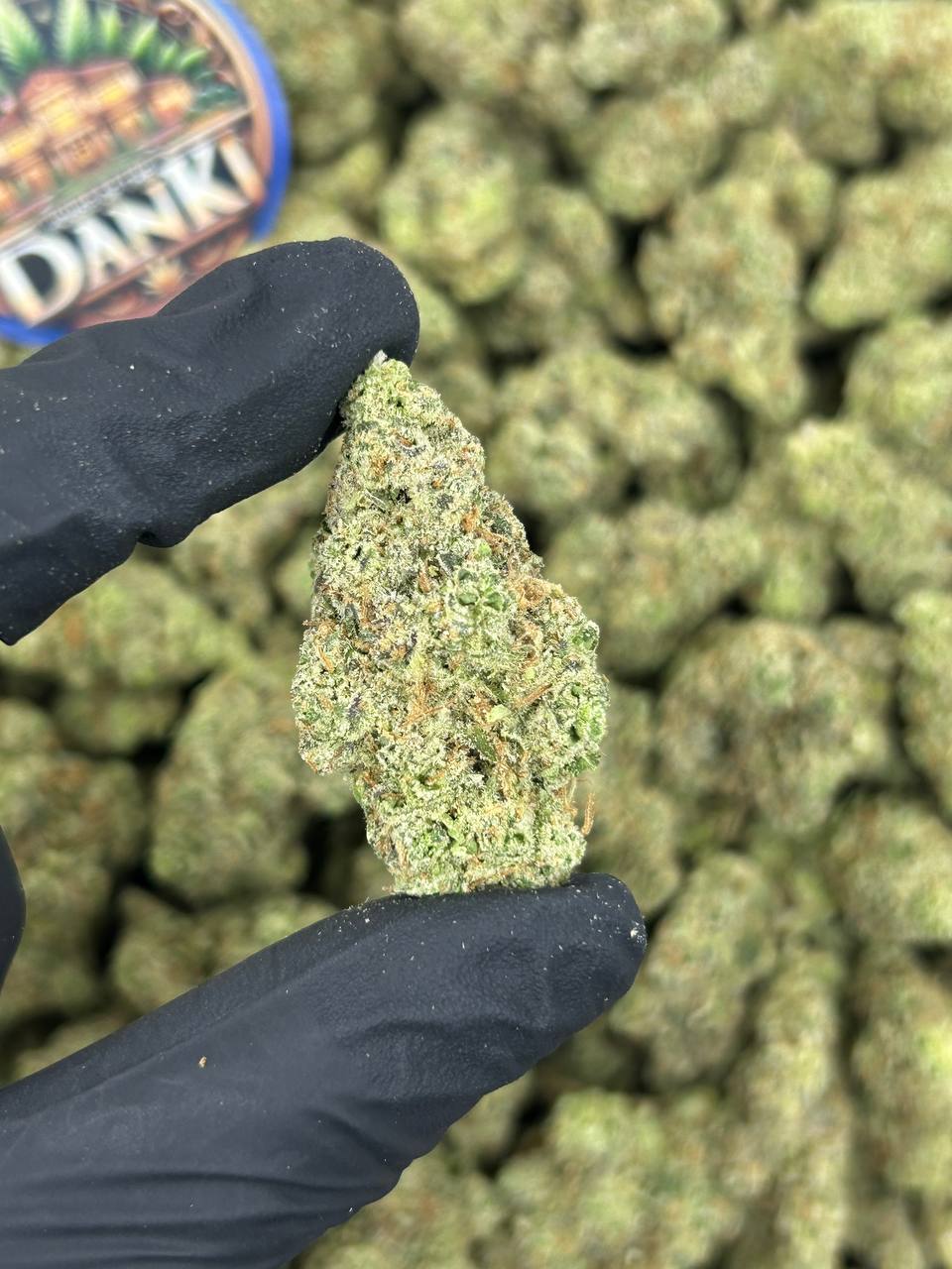 SOUR TANGIE OG